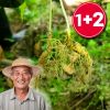 3 roots of Gangwon-do camphor ginseng grade A wild ginseng