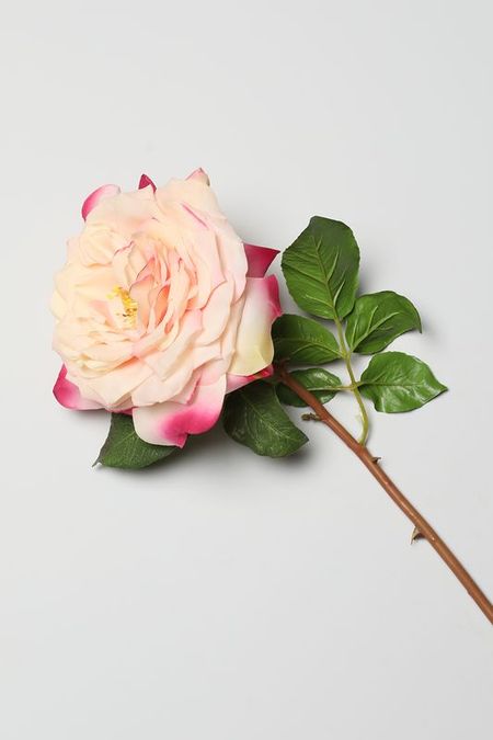 Декоративный цветок Rosa EDG 1987₽