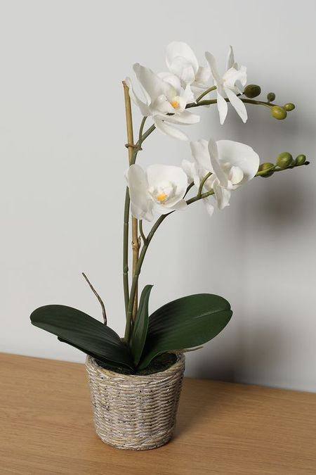 Растение декоративное в горшке Orchidea EDG 2407₽