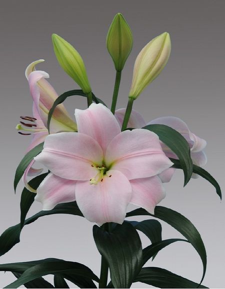 Лилия Кали 1 уп 2 шт 289₽