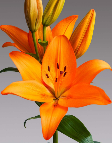 Лилия Оранж Тон 1 уп 2 шт 229₽