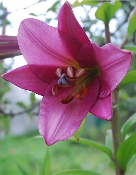 Лилия Мияби 1 уп 2 шт 299₽