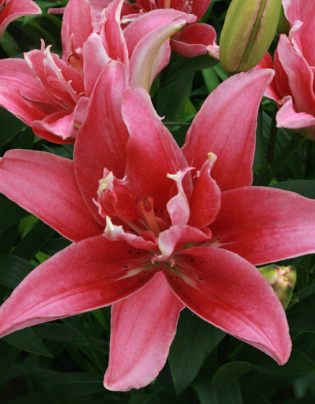 Лилия Дабл Леди 1 уп 2 шт 329₽