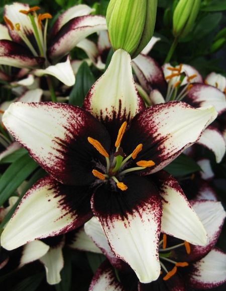 Лилия Блэк Ай 1 уп 2 шт 549₽