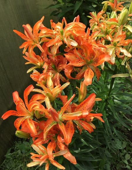 Лилия Маст Си1 уп 2 шт 289₽