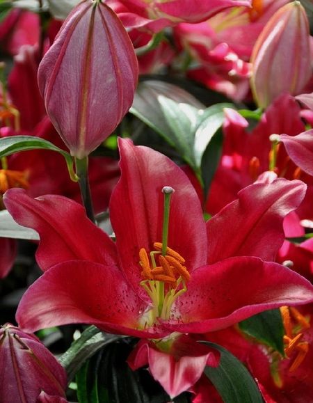 Лилия Пико 1 уп 1 шт 199₽