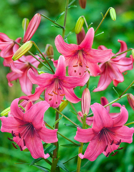 Лилия Пинк Флайт 1 уп 1 шт 199₽