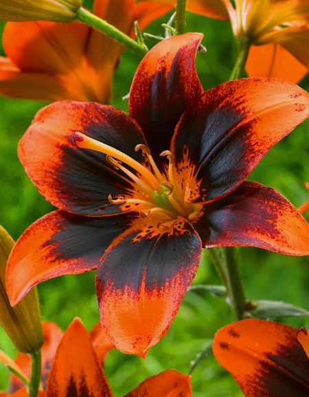 Лилия Изи Самба 1 уп 1 шт 199₽