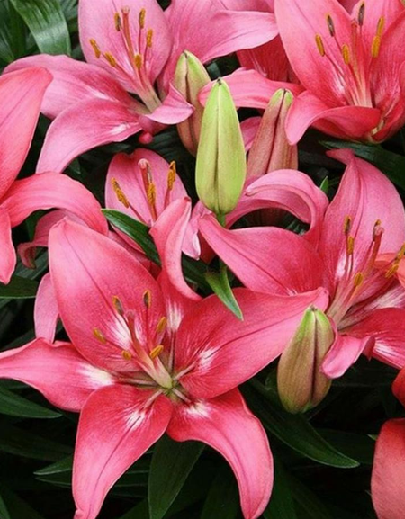 Лилия Тренди Дакота 1 уп 1 шт 199₽