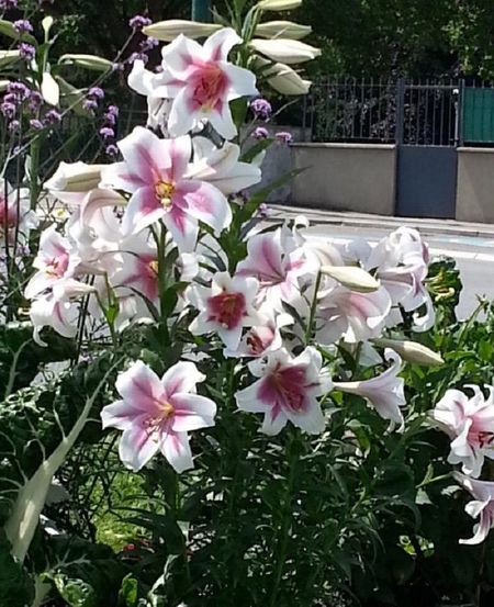 Лилия Лонгифлорум Цирано 1 уп 1 шт 199₽