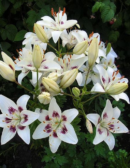 Лилия Центерфолд 1 уп 1 шт 199₽