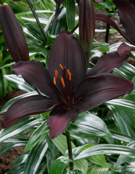 Лилия Блэклист 1 уп 1 шт 199₽