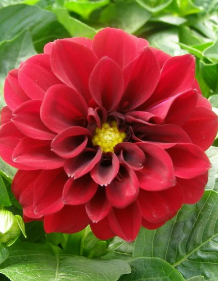 Георгина Фигаро гибридная красная Hemgenetics 10 шт 69₽