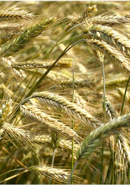 Рожь 10 кг 299₽