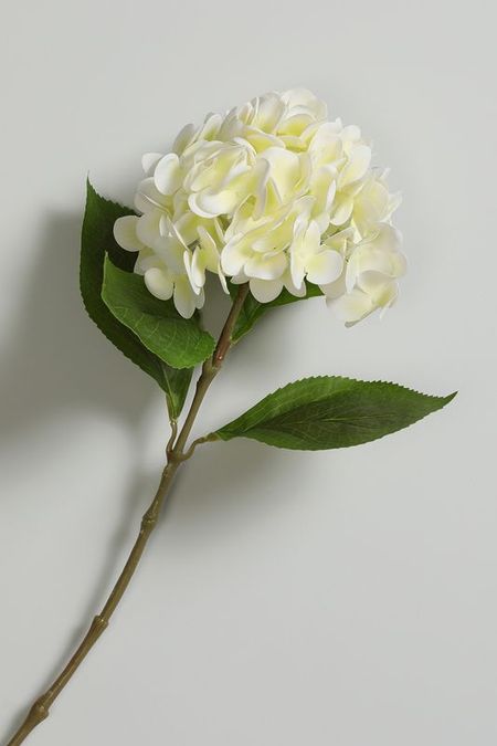 Декоративное растение Gortensia в ассортименте EDG 1790₽