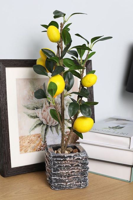 Растение декоративное в горшке Home Philosophy 3990₽