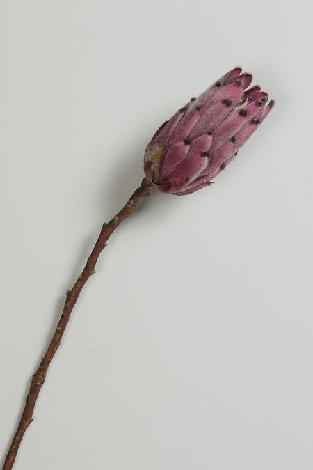 Ветка декоративная Protea Olis в ассортименте EDG 967₽