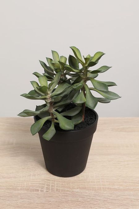 Растение декоративное в горшке Pianta West в ассортименте EDG 2467₽